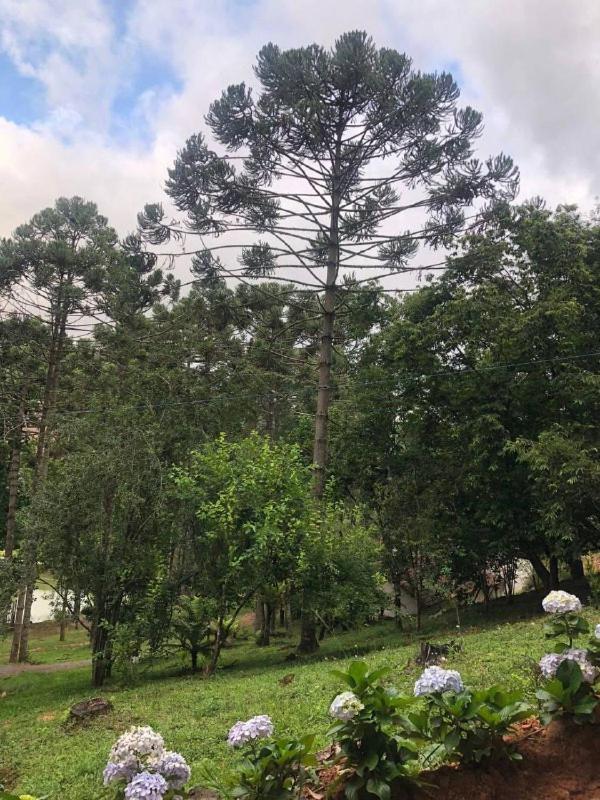 Da Arvore E Retro - Forestplace Tenda de luxo *